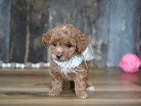 Baily, a female Maltipoo for sale in Koshkonong, MO – Photo 5 of 5