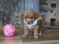 Baily, a female Maltipoo for sale in Koshkonong, MO – Photo 1 of 5