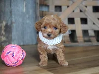 Baily, a female Maltipoo for sale in Koshkonong, MO – Photo 2 of 5