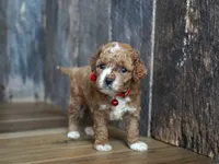 Duke, a male Cavapoo for sale in Koshkonong, MO – 6 of 6