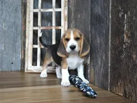 Brett, a male Beagle for sale in Koshkonong, MO – 5 of 9