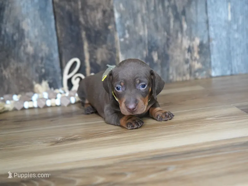 Brenna – Miniature Dachshund puppy for sale in Koshkonong, MO