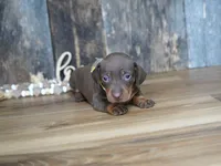 Brenna, a female Miniature Dachshund for sale in Koshkonong, MO – 1 of 5