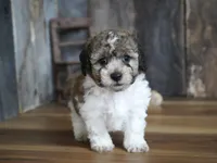 Stan, a male Coton de Tulear and Poodle - Toy  for sale in Koshkonong, MO – Photo 2 of 4