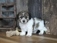 Stan, a male Coton de Tulear and Poodle - Toy  for sale in Koshkonong, MO – Photo 1 of 4
