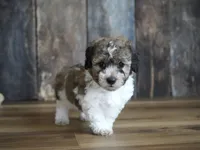 Stan, a male Coton de Tulear and Poodle - Toy  for sale in Koshkonong, MO – Photo 4 of 4