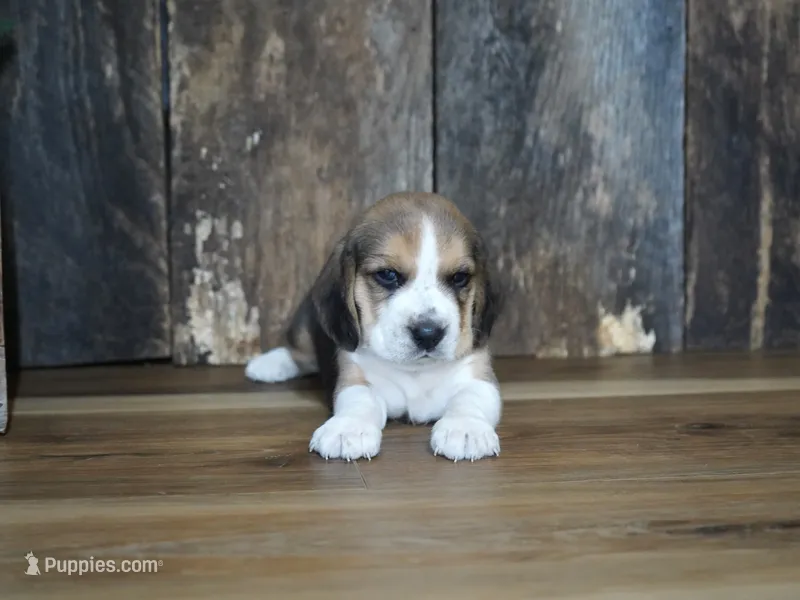 Brett – Beagle puppy for sale in Koshkonong, MO