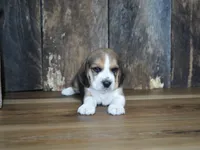 Brett, a male Beagle for sale in Koshkonong, MO – 1 of 9