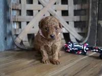 Amelia, a male Cavapoo for sale in Koshkonong, MO – 4 of 6