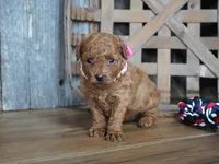 Amelia, a male Cavapoo for sale in Koshkonong, MO – 3 of 6