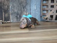 Ash, a male Miniature Dachshund for sale in Koshkonong, MO – 6 of 7