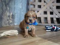 Luke, a male Cavapoo for sale in Koshkonong, MO – 6 of 7