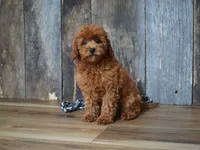 Jaxon, a male Cavapoo for sale in Koshkonong, MO – 6 of 8