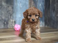Leah, a male Cavapoo for sale in Koshkonong, MO – Photo 2 of 5