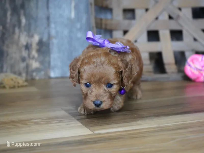 Leah – Cavapoo puppy for sale in Koshkonong, MO