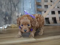 Leah, a male Cavapoo for sale in Koshkonong, MO – Photo 2 of 5