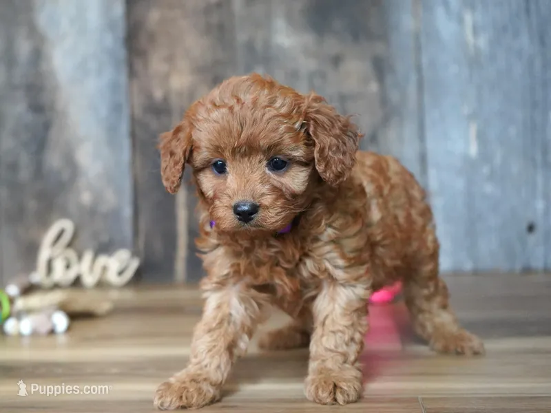 Leah – Cavapoo puppy for sale in Koshkonong, MO