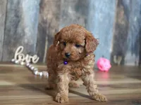 Leah, a male Cavapoo for sale in Koshkonong, MO – Photo 4 of 5