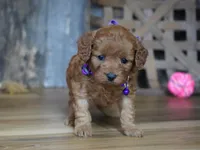 Leah, a male Cavapoo for sale in Koshkonong, MO – Photo 3 of 5