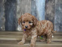 Leah, a male Cavapoo for sale in Koshkonong, MO – Photo 3 of 5