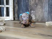 Ash, a male Miniature Dachshund for sale in Koshkonong, MO – 2 of 7