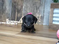 Ally, a female Miniature Dachshund for sale in Koshkonong, MO – 4 of 5