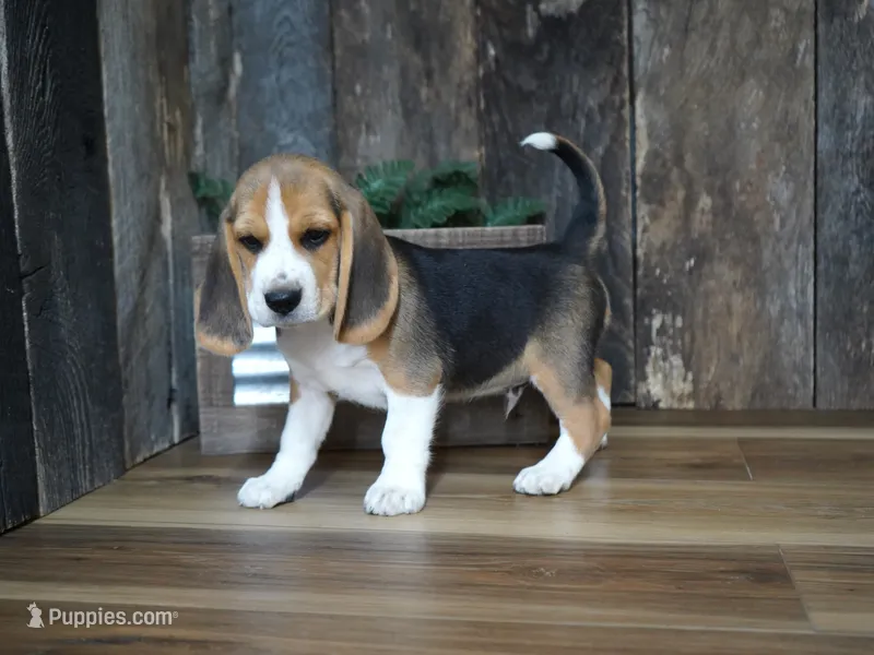 Brett – Beagle puppy for sale in Koshkonong, MO
