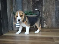 Brett, a male Beagle for sale in Koshkonong, MO – 1 of 9