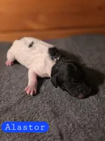 Alastor, a male Poodle - Standard  for sale in Blue Ridge, GA – Photo 2 of 3