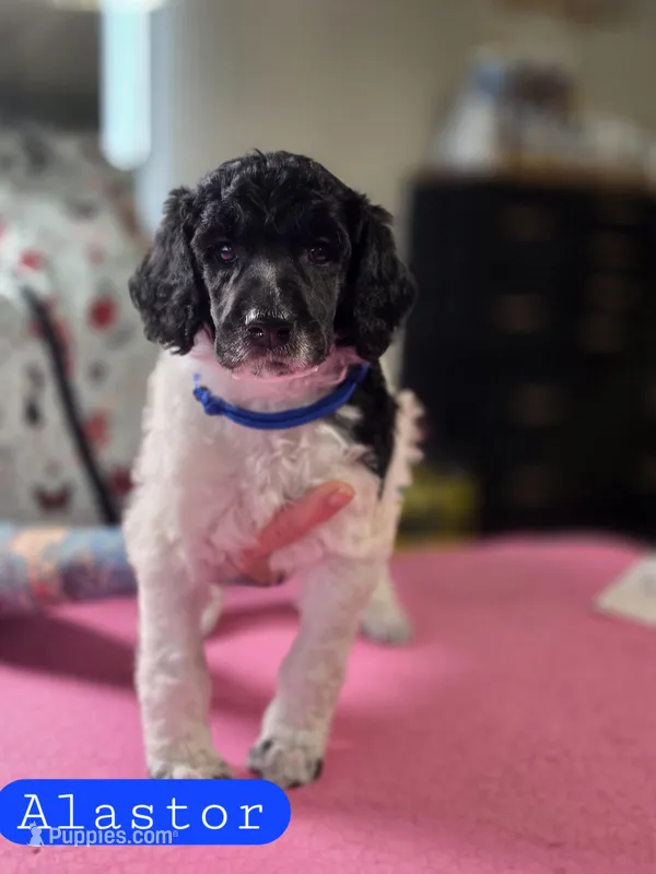 Alastor – Poodle - Standard  puppy for sale in Blue Ridge, GA