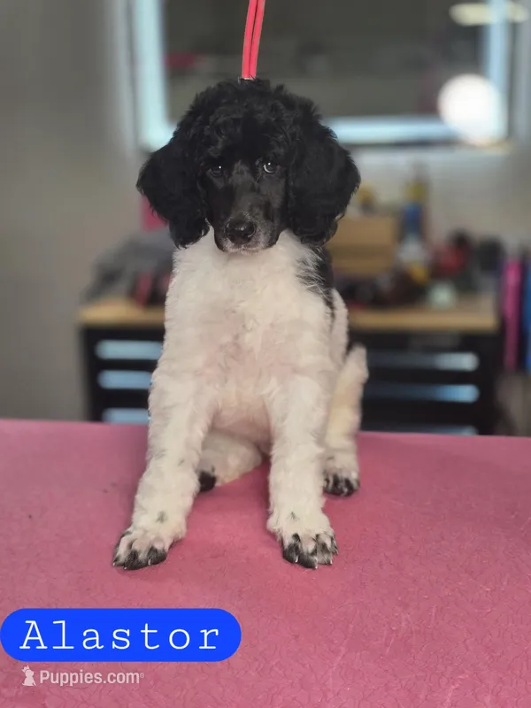 (AKC) Alastor – Poodle - Standard  puppy for sale in Blue Ridge, GA