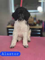 (AKC) Alastor, a male Poodle - Standard  for sale in Blue Ridge, GA – Photo 1 of 4