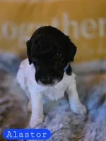 Alastor, a male Poodle - Standard  for sale in Blue Ridge, GA – Photo 3 of 3