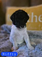 Niffty, a male Poodle - Standard  for sale in Blue Ridge, GA – Photo 2 of 4