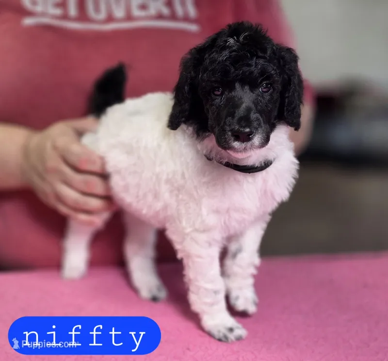 Niffty – Poodle - Standard  puppy for sale in Blue Ridge, GA