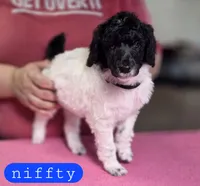 Niffty, a male Poodle - Standard  for sale in Blue Ridge, GA – Photo 1 of 4