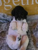 Niffty, a male Poodle - Standard  for sale in Blue Ridge, GA – Photo 4 of 4