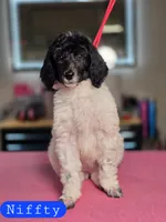 (AKC) Niffty, a female Poodle - Standard  for sale in Blue Ridge, GA – Photo 1 of 5