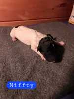 Niffty, a male Poodle - Standard  for sale in Blue Ridge, GA – Photo 3 of 4