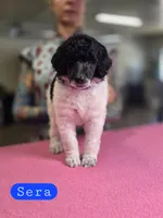 Sera, a male Poodle - Standard  for sale in Blue Ridge, GA – Photo 1 of 3