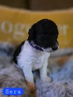 Sera, a male Poodle - Standard  for sale in Blue Ridge, GA – Photo 2 of 3