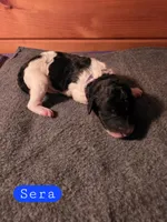 Sera, a male Poodle - Standard  for sale in Blue Ridge, GA – Photo 3 of 3