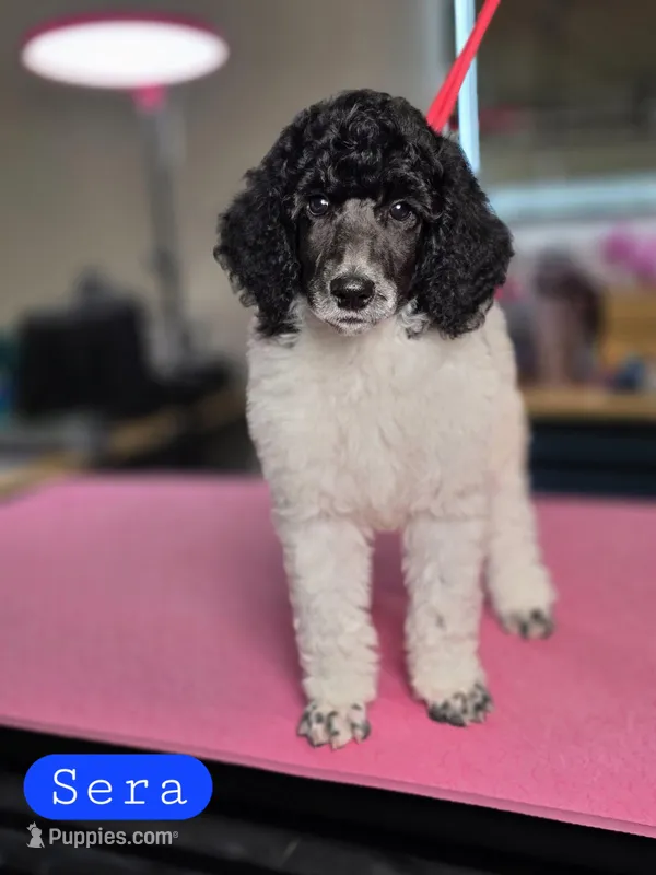 (AKC) Sera – Poodle - Standard  puppy for sale in Blue Ridge, GA