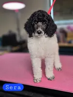 (AKC) Sera, a female Poodle - Standard  for sale in Blue Ridge, GA – Photo 1 of 4