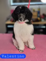 (AKC) Valentino, a male Poodle - Standard  for sale in Blue Ridge, GA – Photo 1 of 3