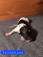 Valentino, a male Poodle - Standard  for sale in Blue Ridge, GA – Photo 2 of 2