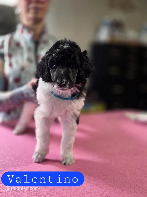Valentino – Poodle - Standard  puppy for sale in Blue Ridge, GA