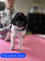 Valentino, a male Poodle - Standard  for sale in Blue Ridge, GA – Photo 1 of 2