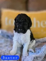 Baxter, a male Poodle - Standard  for sale in Blue Ridge, GA – Photo 3 of 3