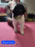 Baxter, a male Poodle - Standard  for sale in Blue Ridge, GA – Photo 1 of 3